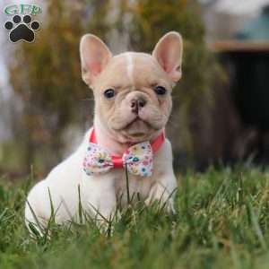 Angela, French Bulldog Puppy